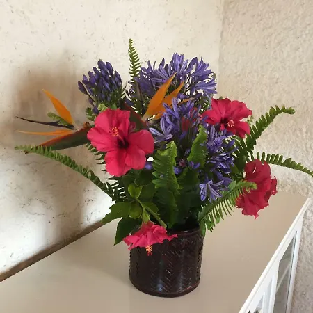 Populo Attic Ponta Delgada